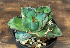 Agave Titanota Black&Blue/アガベ チタノタ ブラック&ブルー USA株 発根済み 送料込み