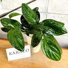 2025年最新】モンステラ シャトルコックの人気アイテム - メルカリ