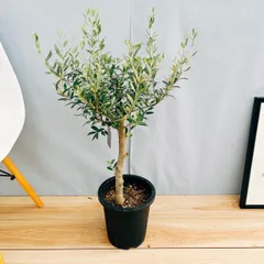 2025年最新】SOUJU オリーブセント・キャサリンの人気アイテム