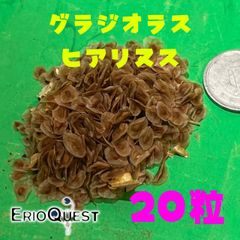 グラジオラス ヒアリヌス EQ471 20粒