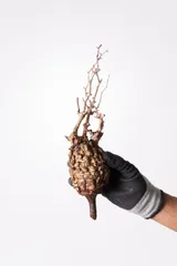 2025年最新】パキプス ベアルートの人気アイテム - メルカリ