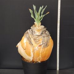 J718【自社養生株】ブーファン　ハエマンソイデス（現地球・発根株・鉢植え）【球根植物】