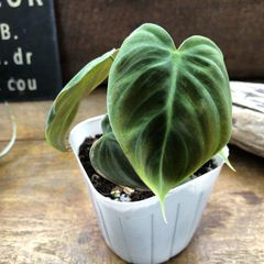 ポットごと エルチョコレッド♡希少♡フィロデンドロン♡観葉植物♡