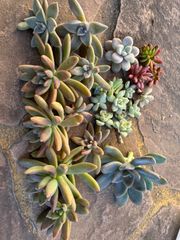 多肉植物色々セット♡