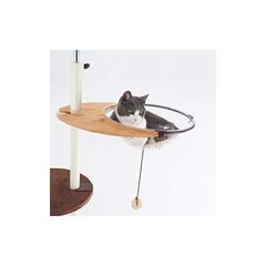 Item thumbnail for item 9e6551fa-9b73-430e-9bdc-2abb11fc589c