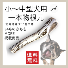 【長持ち】小〜中型犬用　一本物　根元　北海道産鹿の角　犬のおもちゃ　鹿の骨　C