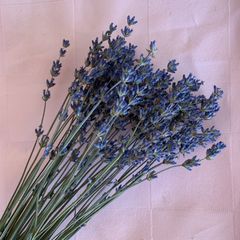 北海道産　無農薬　ラベンダー　ドライフラワー