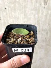 2025年最新】チレコドン シングラリスの人気アイテム - メルカリ