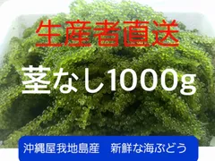 【沖縄県産】生海ぶどう 茎付きたっぷり4kg ☆タレ40p付き