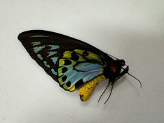 蝶の標本★マラマシケ島産アオメガネ♂No.2