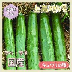 【国内育成・採取】 上高地5号 家庭菜園 種 タネ きゅうり 野菜 胡瓜