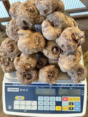 こんにゃく種芋15kg(あかぎ大玉）