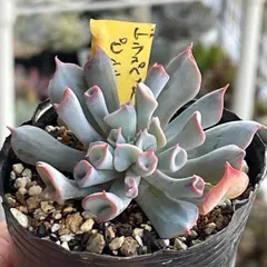 多肉植物♫トランペットピンキー♬抜き苗(根付き) - メルカリ