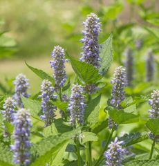 アニスヒソップ　種30粒　花の種