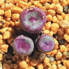 2025年最新】conophytum pageaeの人気アイテム - メルカリ