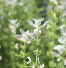ペインテッドセージ　ホワイト　種30粒　花の種