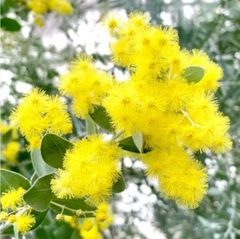 2026年ミモザアカシア 銀葉アカシア30本保水有り 追加1本100円 30