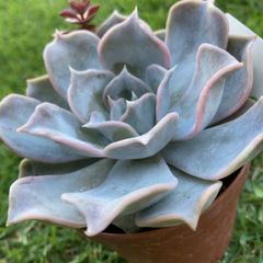 リラシナ多肉植物