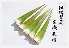 有機栽培　アロエベラ生葉　沖縄県産