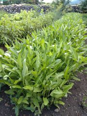 新鮮！ 朝どれ無農薬空芯菜 5kg クール便 - メルカリ