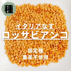 【種】イタリア丸ナス　ロッサビアンコ　農薬不使用　30粒
