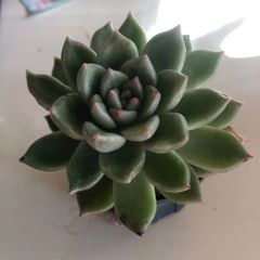 多肉植物　アボガイデス