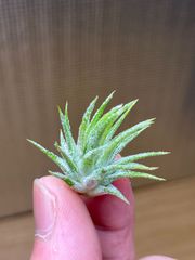 【ネコポス】チランジア イオナンタ スター Tillandsia ionantha 'star'　キンクマ農園☆T0111