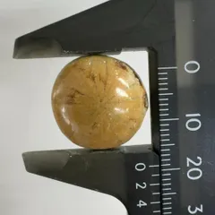 化石　ウニ　雲丹　鎌倉 マニアックシリーズ！日本の古代の絶滅ウニ、その名も