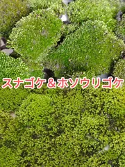 2025年最新】ホソウリゴケの人気アイテム - メルカリ