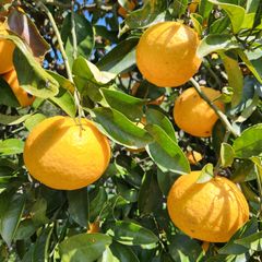 農薬不使用 木成り完熟甘夏箱込み10kg