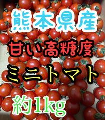 本場🍅熊本県産ミニトマト🍅新鮮トマト約1kg 数量限定販売　全国送料無料　フォロワー様クーポン付き😀