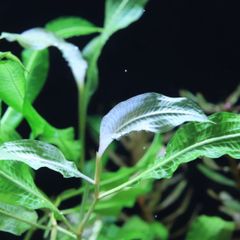 【水草】インバモ　水中葉5本