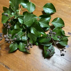 peach様ご確認用　ヘデラベリー　スワッグ