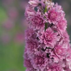 希少 リューカデンドロン エボニー デュリフ 5号 苗 植物