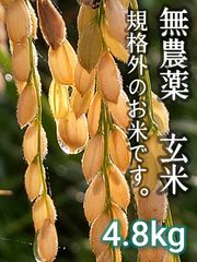 【農家のまかない米】 無農薬 農薬·化学肥料不使用 玄米 訳あり 規格外