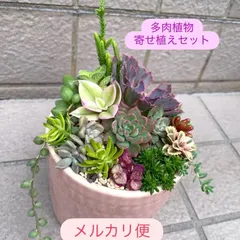 2025年最新】多肉植物 詰め合わせの人気アイテム - メルカリ