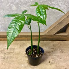 観葉植物　パキラ