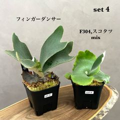 ビカクシダ7株セット安心サイズ胞子培養 ① ビカクシダ 2種セット｜フィンガーダンサー ＆ mix胞子撒き 胞子