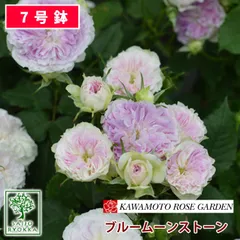 バラ苗 河本バラ園 ブルームーンストーン大苗 7号鉢 ピンク系 SCL 薔薇