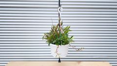 【観葉植物】ペペロミア　シンコラーナ　6号　吊り鉢　ハンギング
