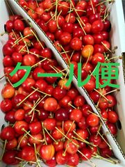 さくらんぼ（紅てまり）小粒サイズ 箱込1キロ程度 山形県産