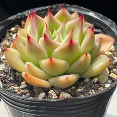 2025年最新】シムランスの人気アイテム - メルカリ