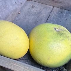 初獲特価　無農薬 晩白柚(ばんぺいゆ) SY80 2玉(中球)