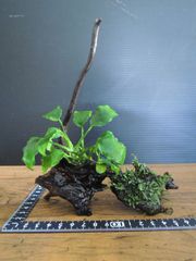 300．流木付き水草 アヌビアスナナ 南米ウィローモス