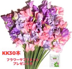 花 生花 切り花 花束 発送日に収穫 超新鮮 最速即日発送 産地直送 スイートピー 混合 KK30本 ※保水有 フラワー サプリメント ガーデニング インテリア 春の花 新春 切花