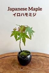 ミニ盆栽　イロハモミジ　夜空色の鉢