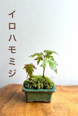 ミニ盆栽　イロハモミジ2本（萬古焼・グリーン系の鉢）