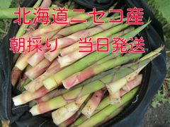 ☆★セール中 冷蔵発送無料　北海道産根曲がり竹　タケノコ　朝採り５キロ★☆ 北海道産 ニセコ産根曲がり竹 ネマガリタケ タケノコ 姫竹