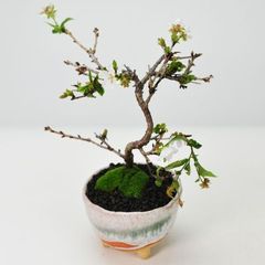 Hoya bakoensis variegated 鉢カバー付き - メルカリ