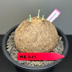 ステファニア　エレクタ　発根済　発芽済　鉢付き